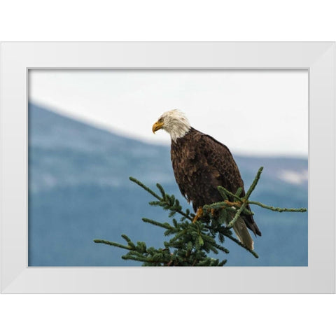 Bald Eagle II White Modern Wood Framed Art Print by Hellmann, Stan