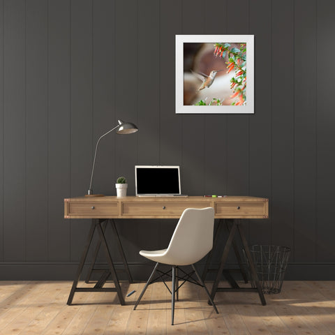 Hummingbird White Modern Wood Framed Art Print by Hellmann, Stan