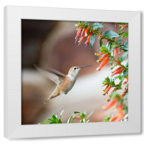 Hummingbird White Modern Wood Framed Art Print by Hellmann, Stan