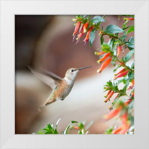 Hummingbird White Modern Wood Framed Art Print by Hellmann, Stan