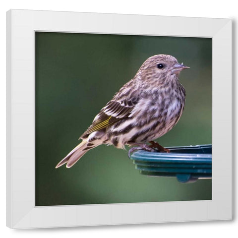 Pine Siskin White Modern Wood Framed Art Print by Hellmann, Stan
