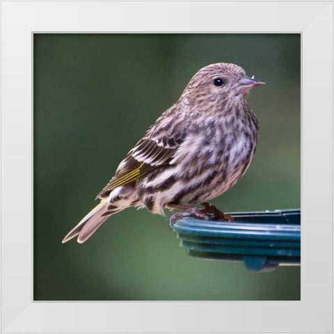 Pine Siskin White Modern Wood Framed Art Print by Hellmann, Stan