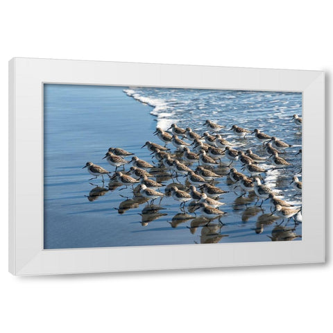 Sandpipers at Kalaloch White Modern Wood Framed Art Print by Hellmann, Stan