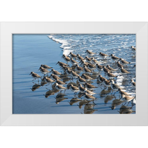 Sandpipers at Kalaloch White Modern Wood Framed Art Print by Hellmann, Stan