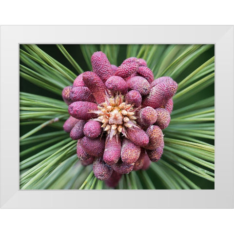 Forming Pine Cone White Modern Wood Framed Art Print by Hellmann, Stan