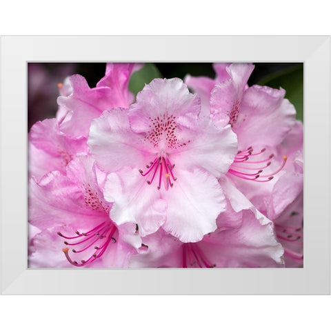 Rhododendron White Modern Wood Framed Art Print by Hellmann, Stan