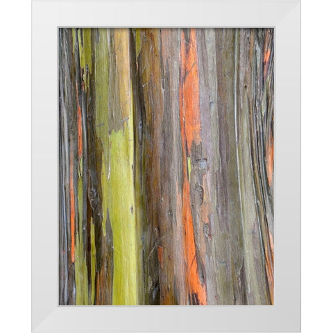 Eucalyptus Bark III White Modern Wood Framed Art Print by Hellmann, Stan