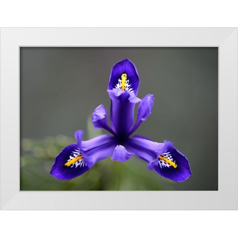 First Spring Iris White Modern Wood Framed Art Print by Hellmann, Stan
