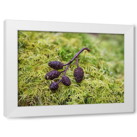 Tiny Alder Cones on Fern Moss White Modern Wood Framed Art Print by Hellmann, Stan