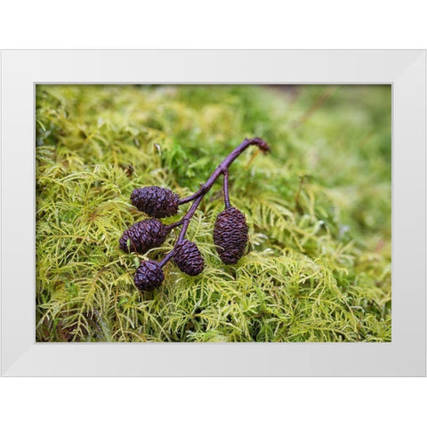 Tiny Alder Cones on Fern Moss White Modern Wood Framed Art Print by Hellmann, Stan