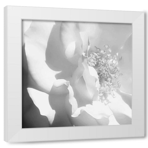 BW Rose Sq I White Modern Wood Framed Art Print by Hausenflock, Alan