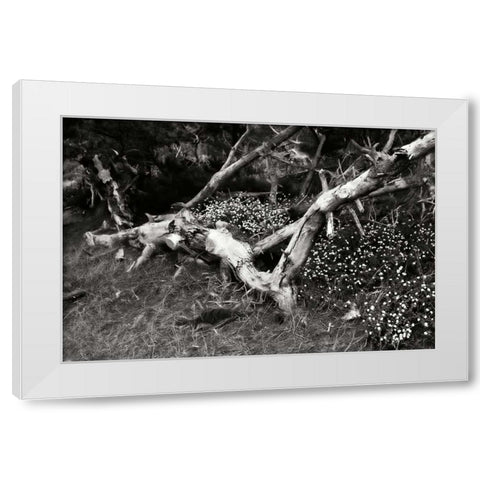Fallen Cypress I White Modern Wood Framed Art Print by Hausenflock, Alan