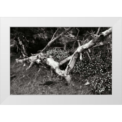 Fallen Cypress I White Modern Wood Framed Art Print by Hausenflock, Alan