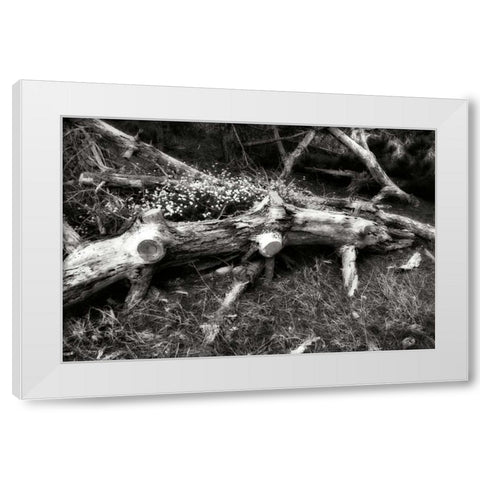 Fallen Cypress II White Modern Wood Framed Art Print by Hausenflock, Alan