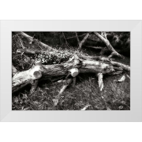 Fallen Cypress II White Modern Wood Framed Art Print by Hausenflock, Alan