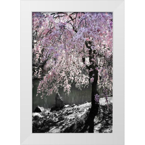 Cherry Tree I White Modern Wood Framed Art Print by Hausenflock, Alan