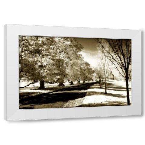 Stately Magnolias I White Modern Wood Framed Art Print by Hausenflock, Alan