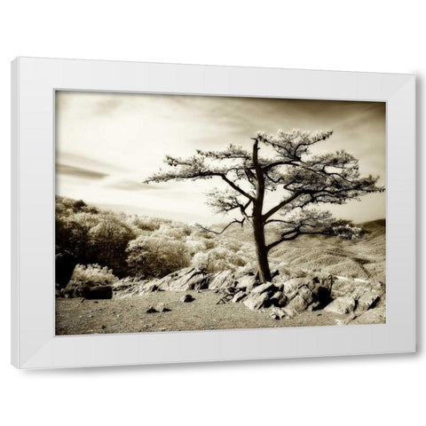 Lone Pine I White Modern Wood Framed Art Print by Hausenflock, Alan