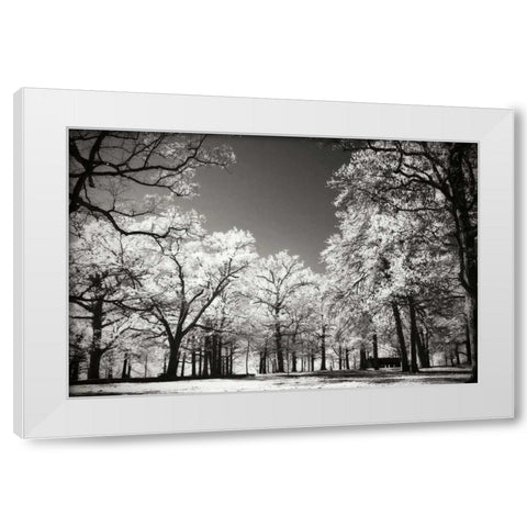 Bright Spring Day I White Modern Wood Framed Art Print by Hausenflock, Alan