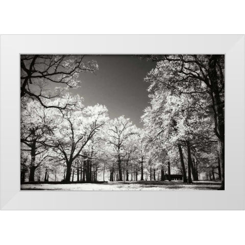 Bright Spring Day I White Modern Wood Framed Art Print by Hausenflock, Alan