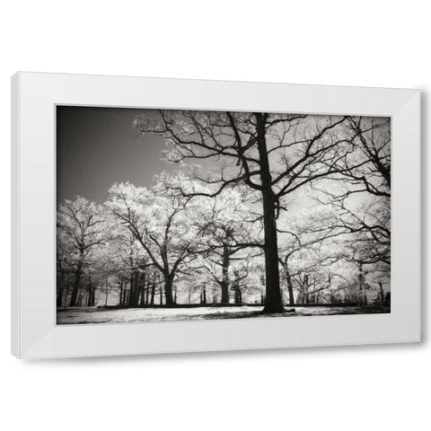 Bright Spring Day II White Modern Wood Framed Art Print by Hausenflock, Alan