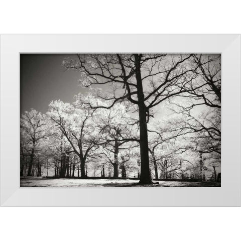 Bright Spring Day II White Modern Wood Framed Art Print by Hausenflock, Alan