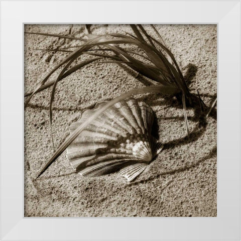 Seashells I White Modern Wood Framed Art Print by Hausenflock, Alan