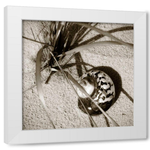 Seashells II White Modern Wood Framed Art Print by Hausenflock, Alan