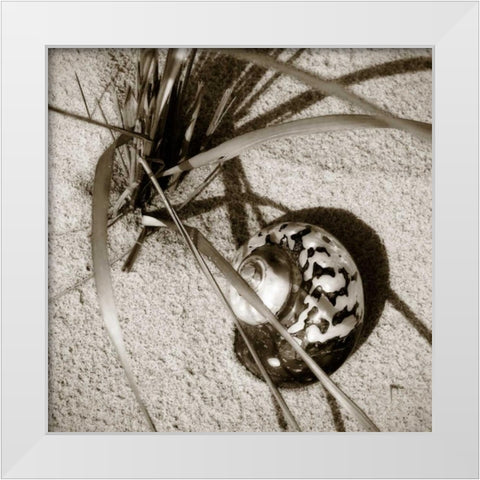 Seashells II White Modern Wood Framed Art Print by Hausenflock, Alan