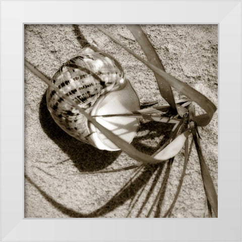 Seashells III White Modern Wood Framed Art Print by Hausenflock, Alan