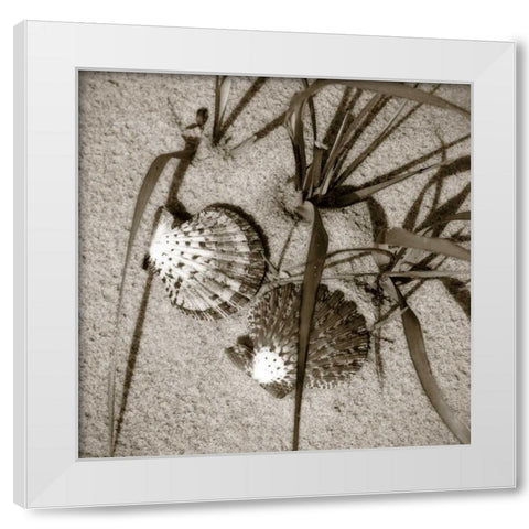Seashells IV White Modern Wood Framed Art Print by Hausenflock, Alan
