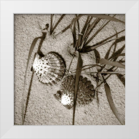 Seashells IV White Modern Wood Framed Art Print by Hausenflock, Alan