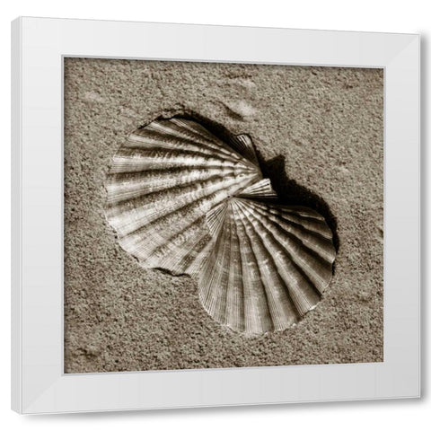 Seashells V White Modern Wood Framed Art Print by Hausenflock, Alan