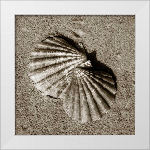 Seashells V White Modern Wood Framed Art Print by Hausenflock, Alan