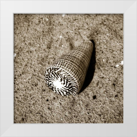 Seashells VI White Modern Wood Framed Art Print by Hausenflock, Alan