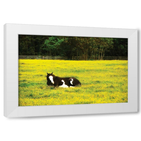 Black Pinto II White Modern Wood Framed Art Print by Hausenflock, Alan