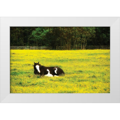 Black Pinto II White Modern Wood Framed Art Print by Hausenflock, Alan