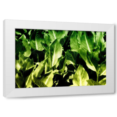 Tropical Foliage I White Modern Wood Framed Art Print by Hausenflock, Alan