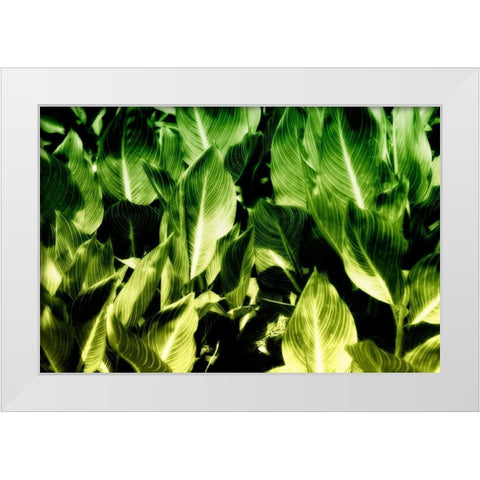 Tropical Foliage I White Modern Wood Framed Art Print by Hausenflock, Alan