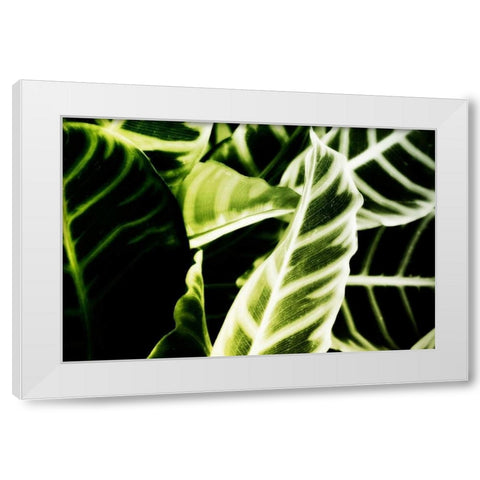Tropical Foliage III White Modern Wood Framed Art Print by Hausenflock, Alan