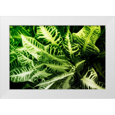 Tropical Foliage IV White Modern Wood Framed Art Print by Hausenflock, Alan