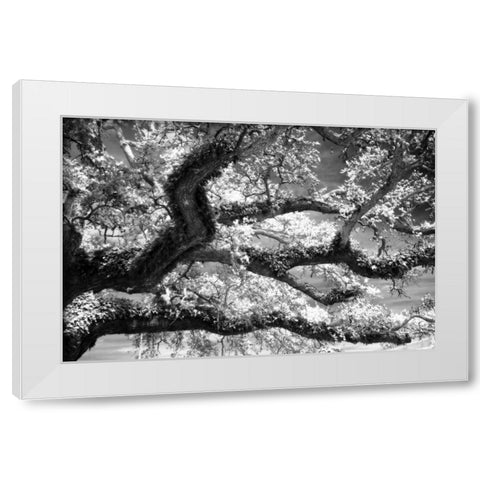 Coast Live Oak I White Modern Wood Framed Art Print by Hausenflock, Alan