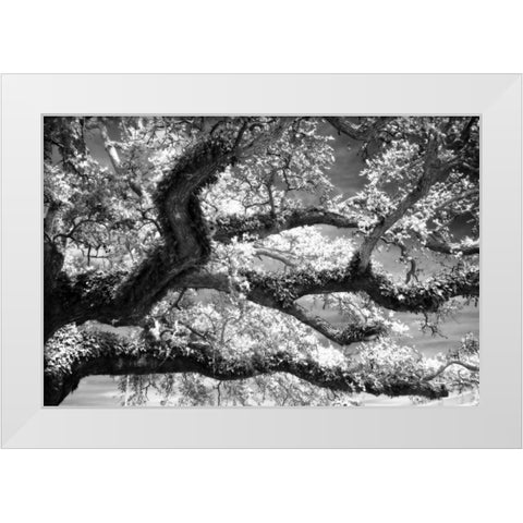 Coast Live Oak I White Modern Wood Framed Art Print by Hausenflock, Alan