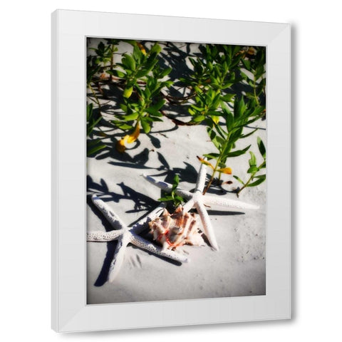Shells by the Sea III White Modern Wood Framed Art Print by Hausenflock, Alan