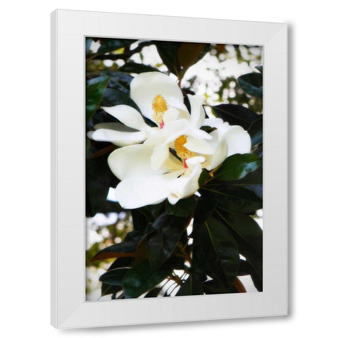 Fragrant Flower II White Modern Wood Framed Art Print by Hausenflock, Alan