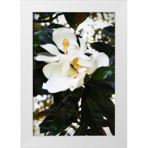 Fragrant Flower II White Modern Wood Framed Art Print by Hausenflock, Alan