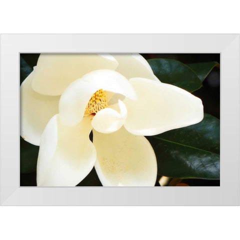 Southern Magnolia I White Modern Wood Framed Art Print by Hausenflock, Alan