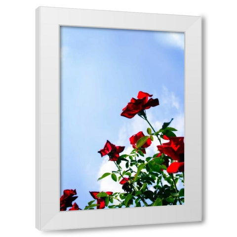 Sunlit Roses White Modern Wood Framed Art Print by Hausenflock, Alan
