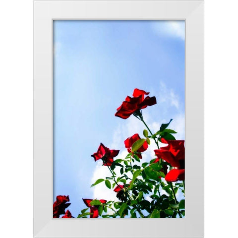 Sunlit Roses White Modern Wood Framed Art Print by Hausenflock, Alan