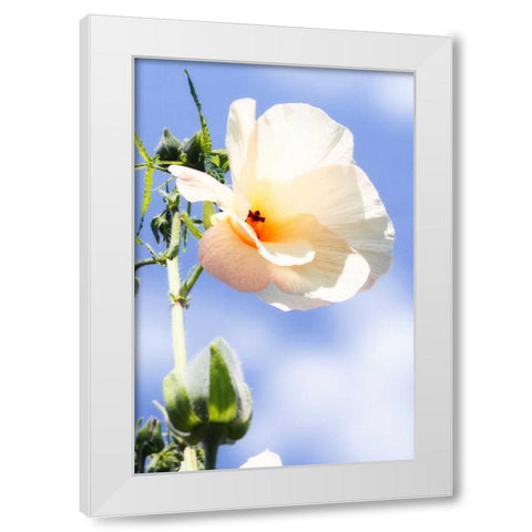 Hibiscus II White Modern Wood Framed Art Print by Hausenflock, Alan